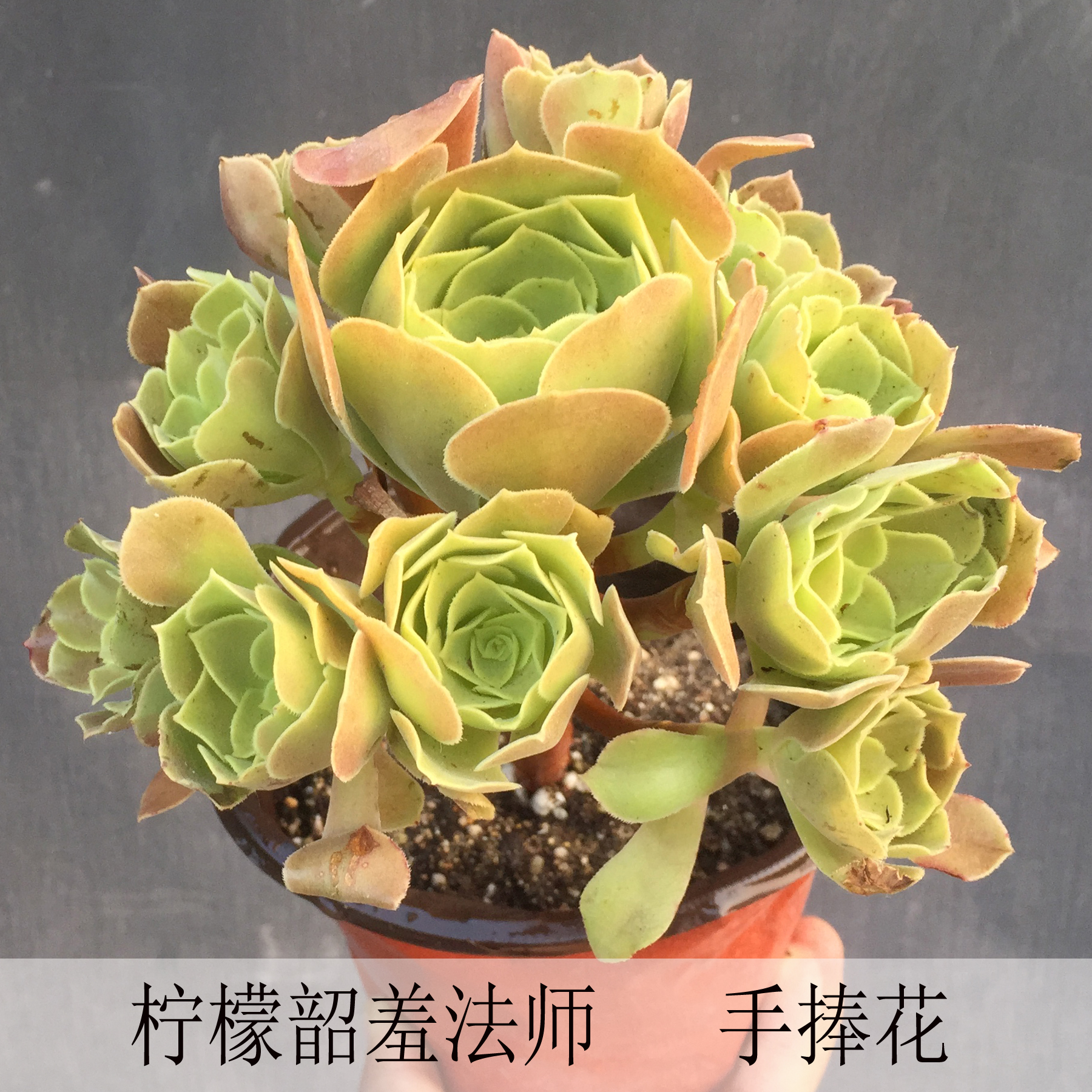 特价多肉法师系列_一佳绿植 柠檬韶羞法师 黄色状态 多肉植物 黑法师