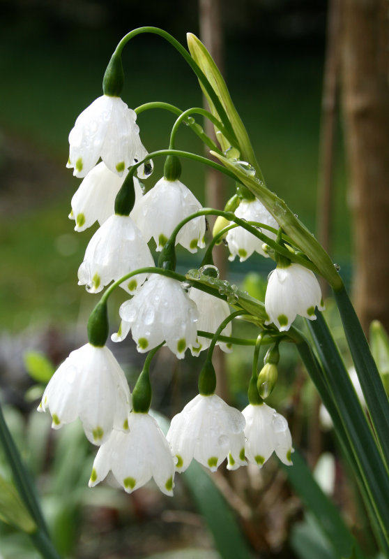 包邮[v9盆栽苗]夏雪片莲'gravetye giant&