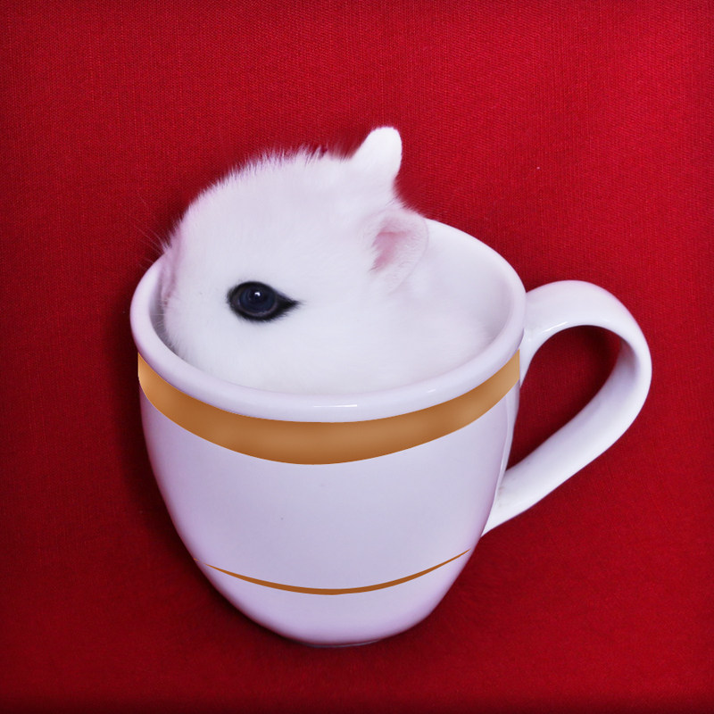 兔宝宝_宠物兔子侏儒兔活体迷你 小型海棠兔宝宝凤眼西施兔茶杯兔长不