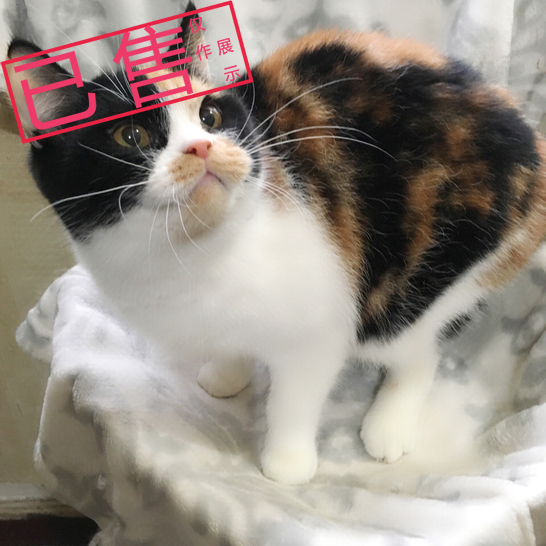 特价三花英短