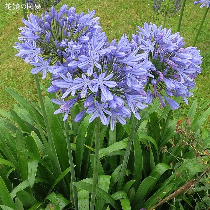 生如夏花——夏日最美宿根花卉top10