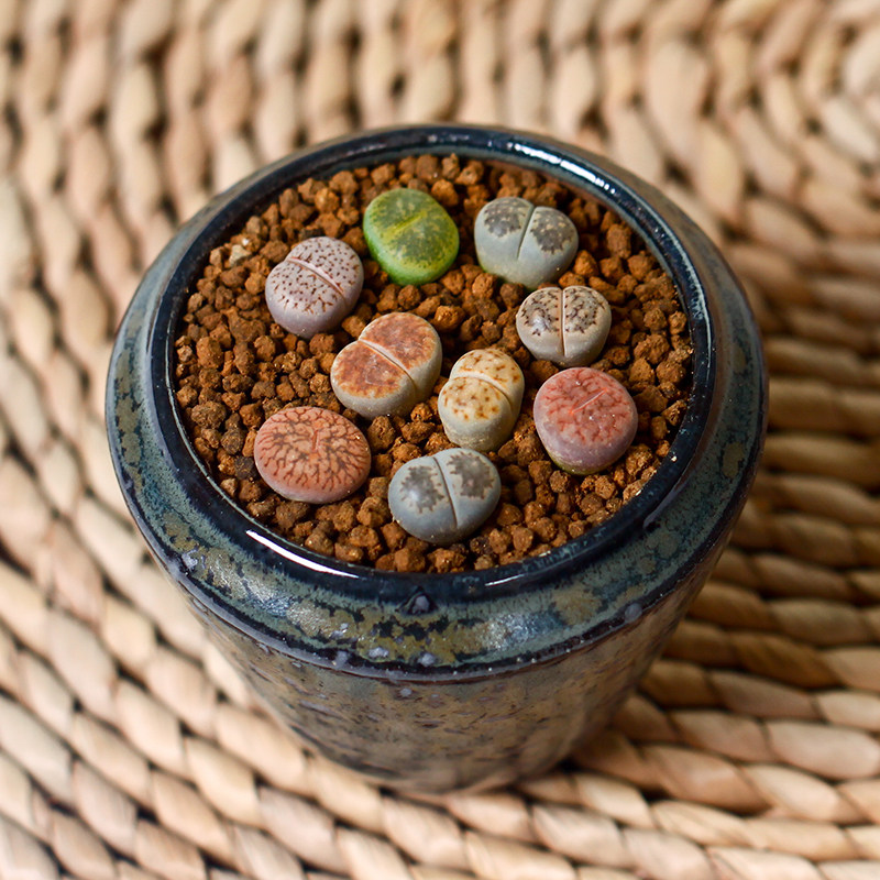 生石花新手套餐多肉植物屁股花石生石头pp组合