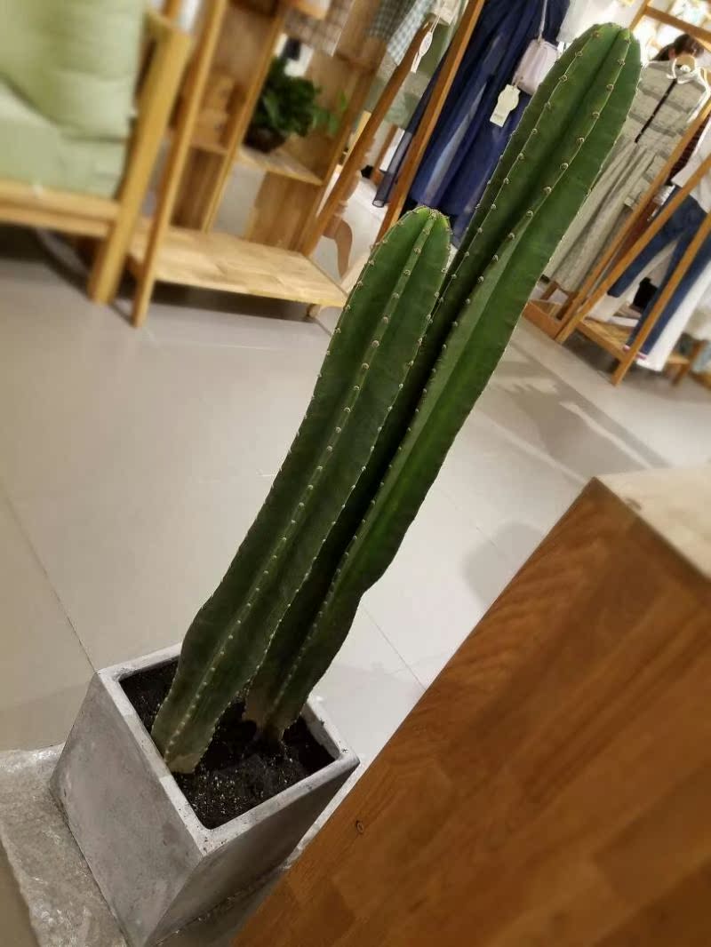 量天尺盆栽仙人掌仙人柱吸甲醛防辐射北欧风植物擎天柱