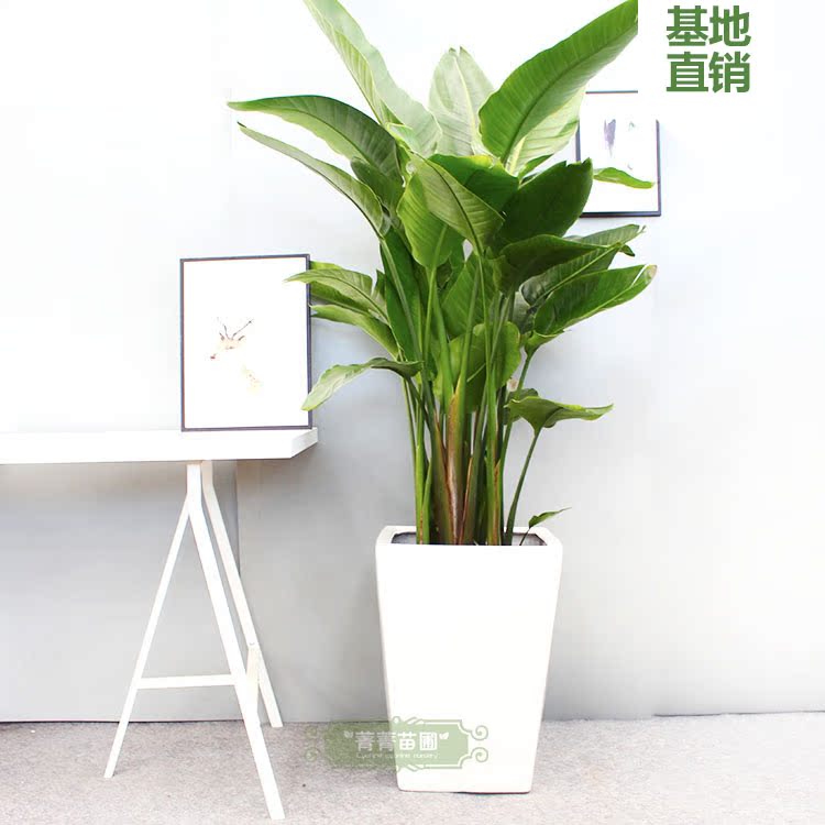 天堂鸟鹤望兰客厅大型绿植盆栽花卉办公室室内绿植植物天堂鸟