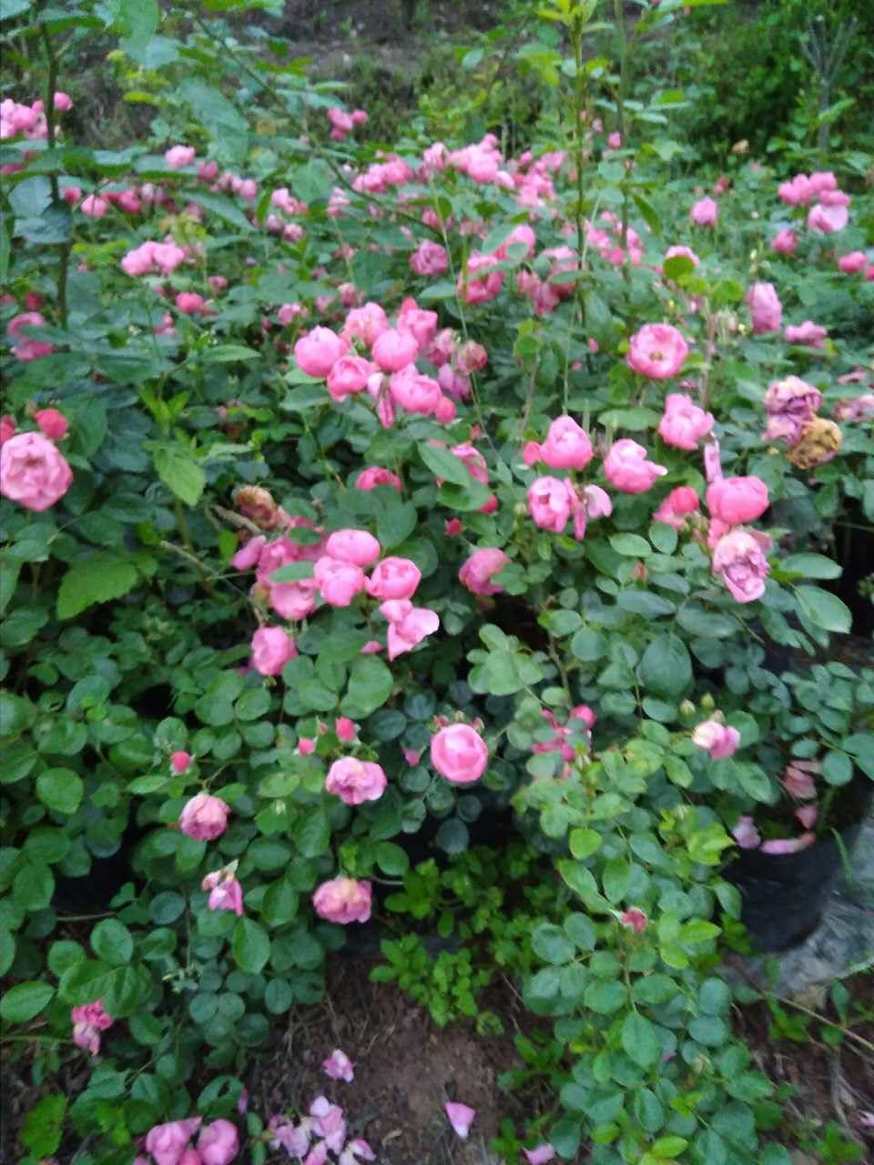 【优植园艺】经典藤本月季安吉拉蔷薇花苗花量惊人适合做拱门