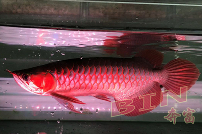 印尼红龙热带观赏鱼风水鱼纯种龙鱼活体赛级超血龙鱼