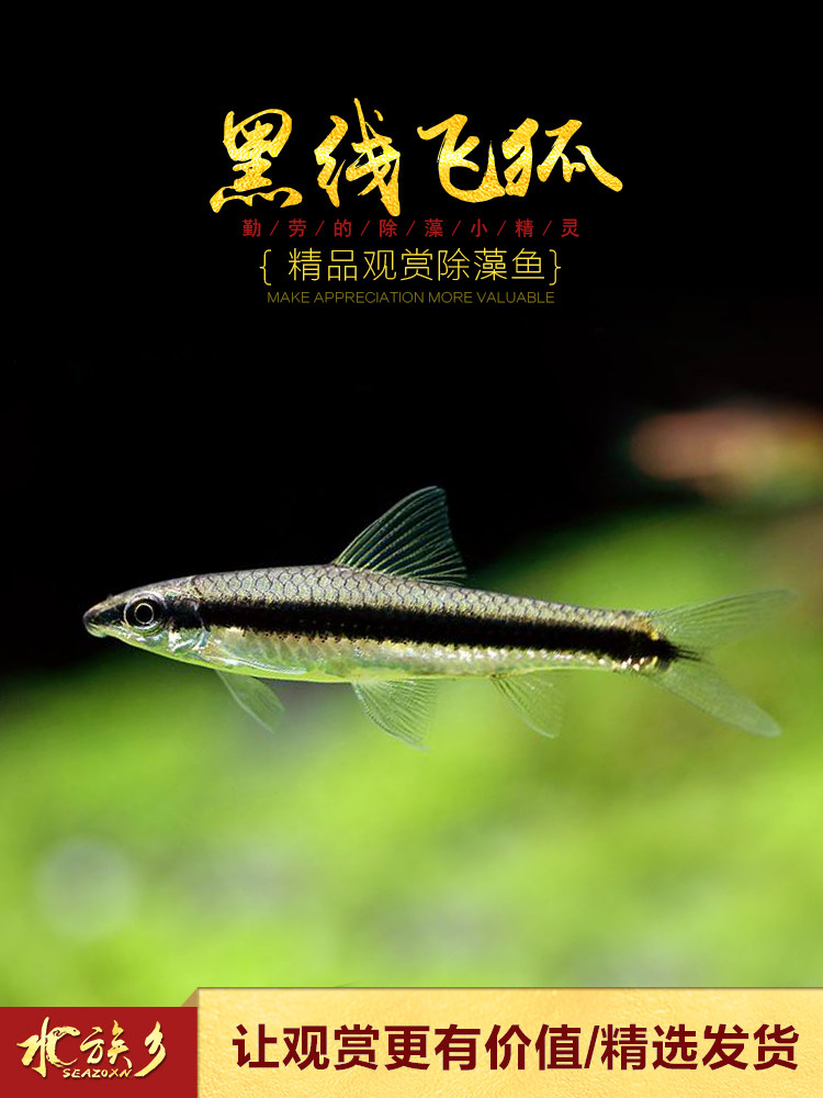 冷水鱼_[水族乡]黑线飞狐 水草缸除黑毛藻强力除藻王工具鱼一线飞狐