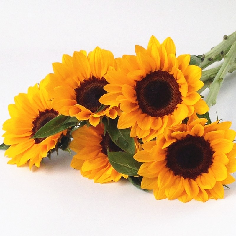 一折向日葵鲜花