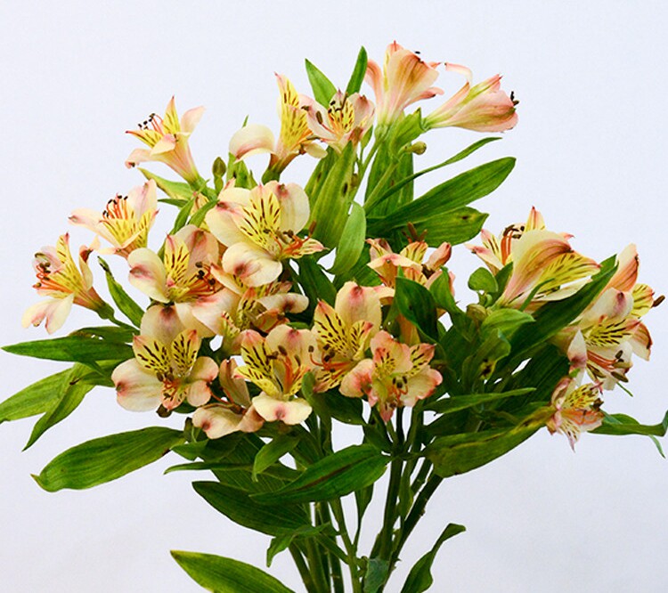 成都同城鲜花速递 生日_国产水仙百合六出花成都重庆同城鲜花速递爱人