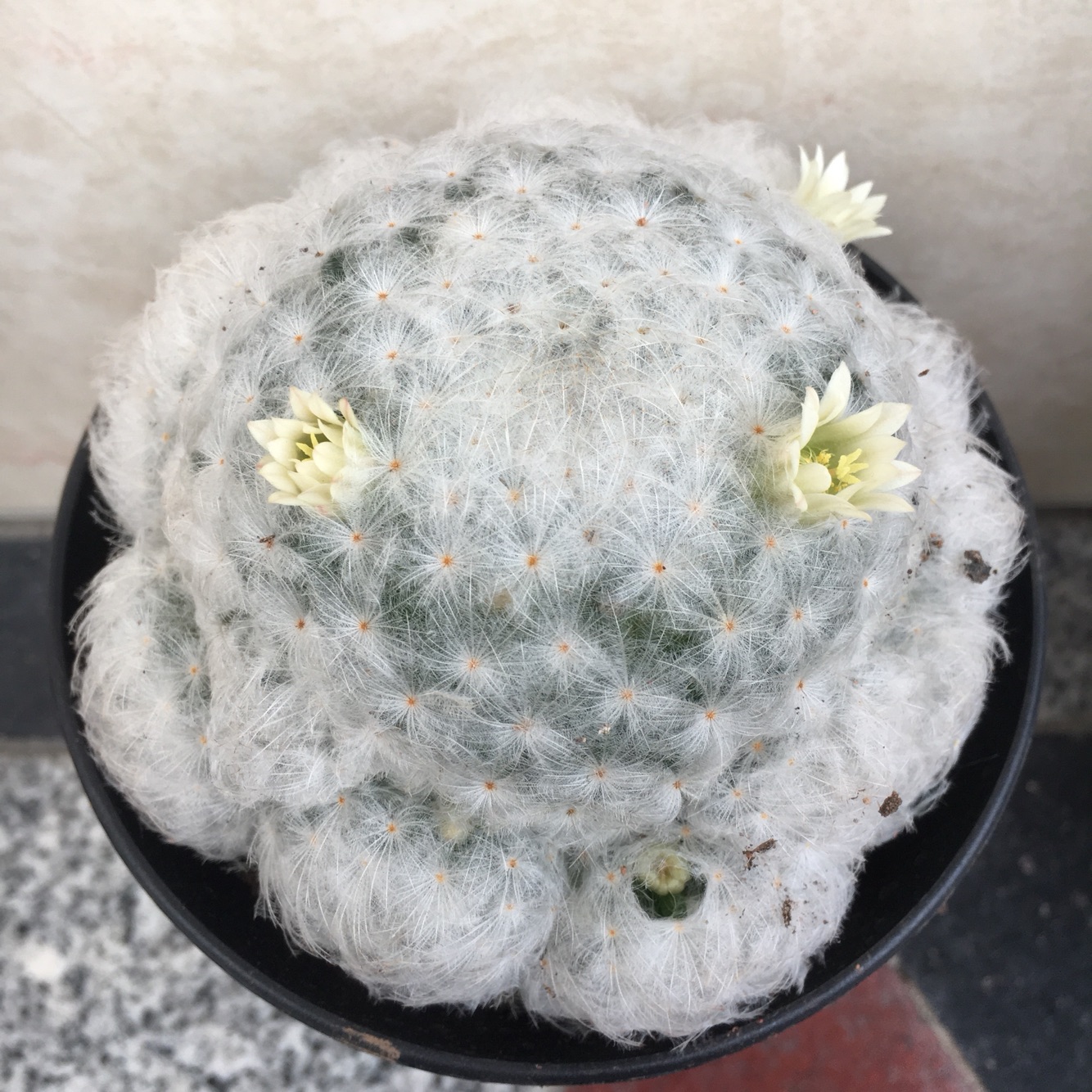 仙人球盆栽 防辐射 开花 办公桌_开花仙人球实生白星群生 仙人球防