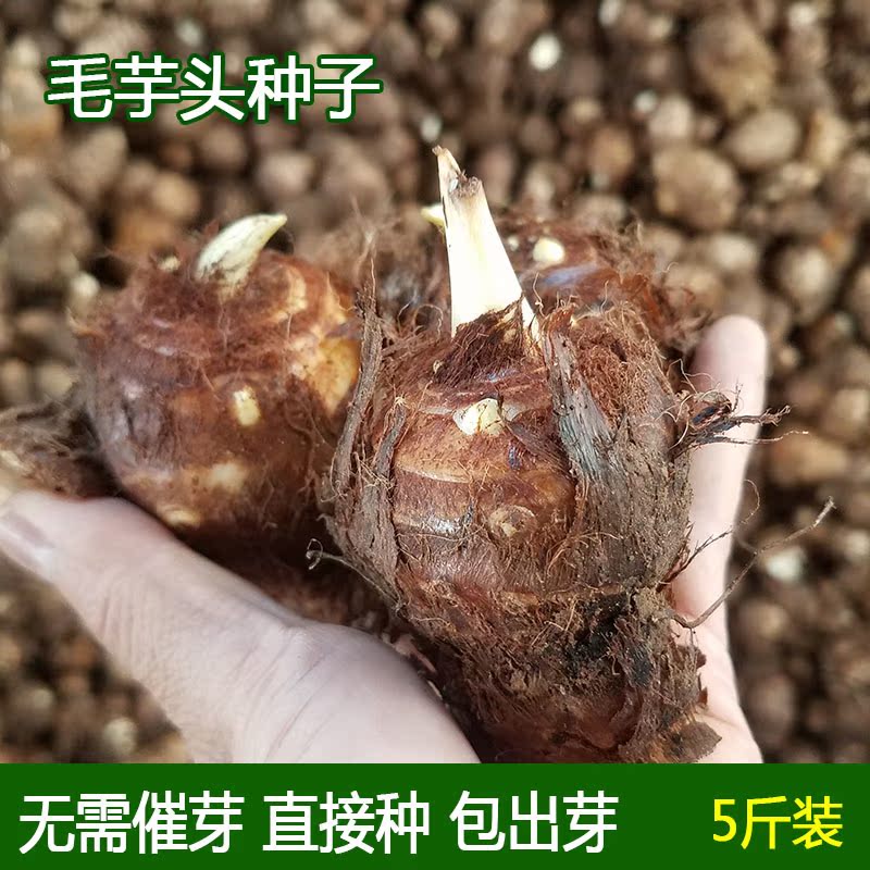 2018年新鲜毛芋头种子 种植芋头 笨芋头 8520芋头 现货五斤包邮