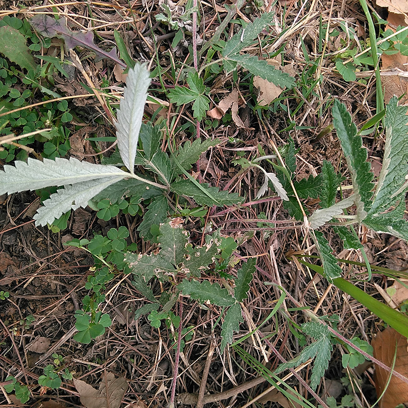 新鲜野生现挖翻白草正品全草带根地骨皮鸡腿草老鹰爪子中药材免邮