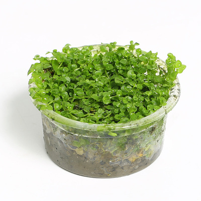 爬地珍珠水草 水族箱鱼缸造景真水草 珍珠草趴地珍珠水草活体2203