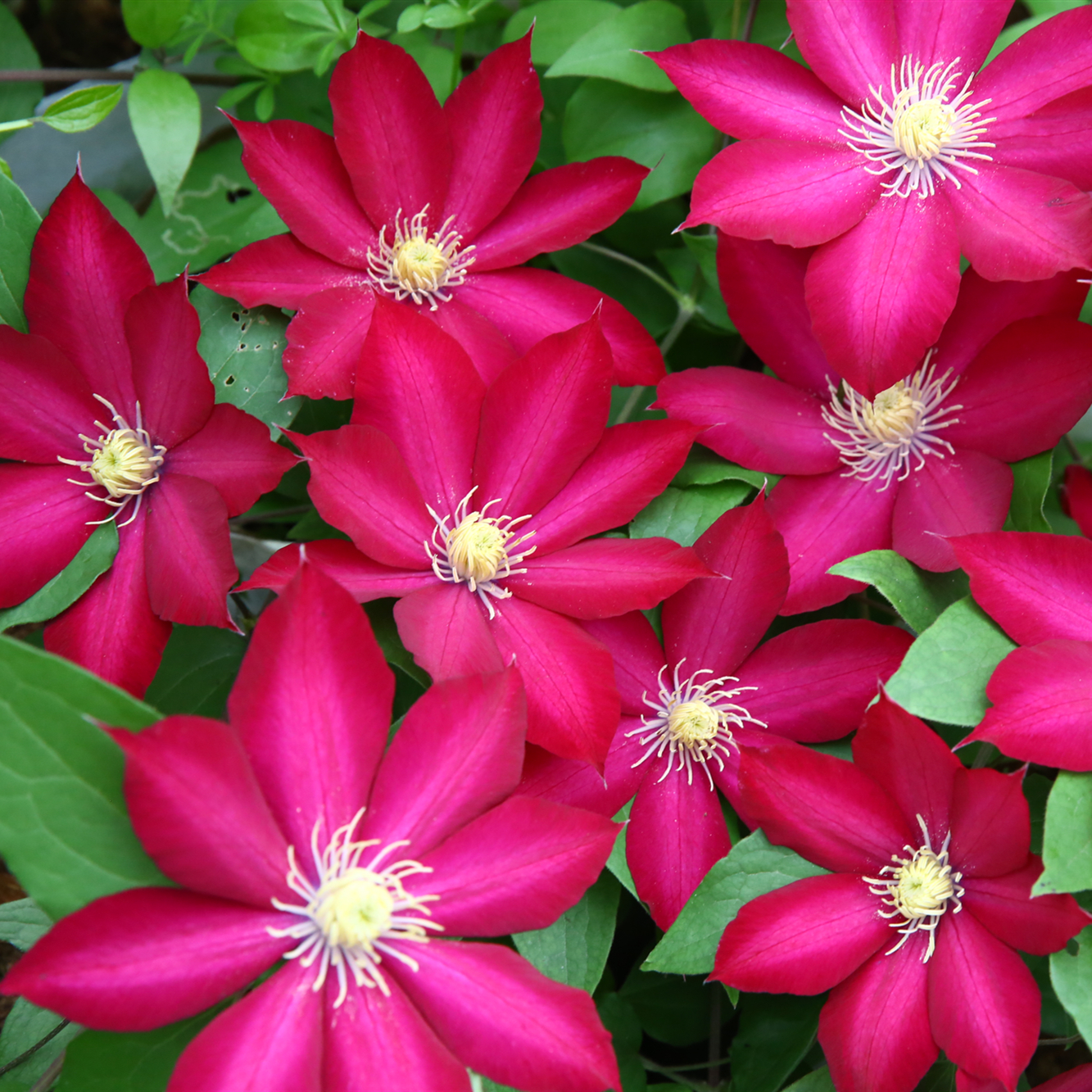 天狼月季_天狼月季 波旁王朝 铁线莲藤本攀援阳台多季开观花庭院植物