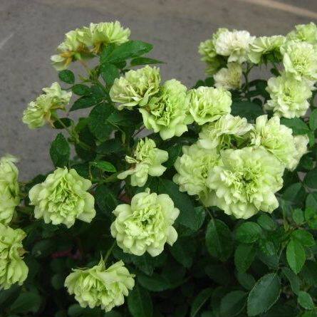 天狼月季绿冰花苗阳台庭院楼顶盆栽花卉四季开花观花植物欧月玫瑰