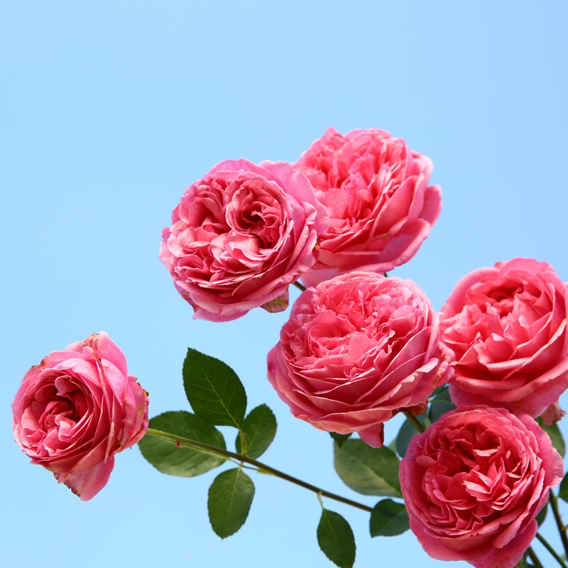 热销伊芙月季_天狼月季成品美植袋苗伊芙索菲亚多季开花浓香植物庭院