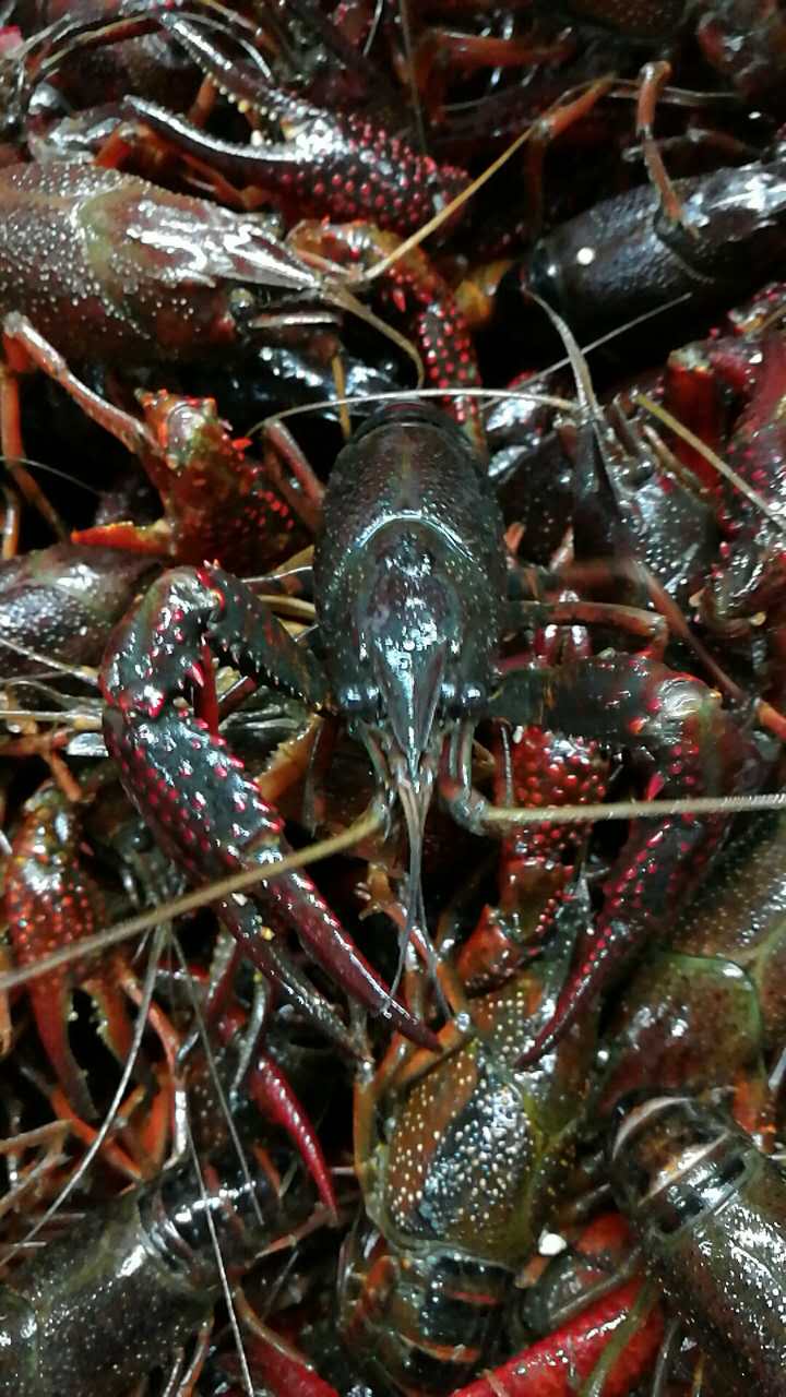 一折龙虾鲜活小龙虾