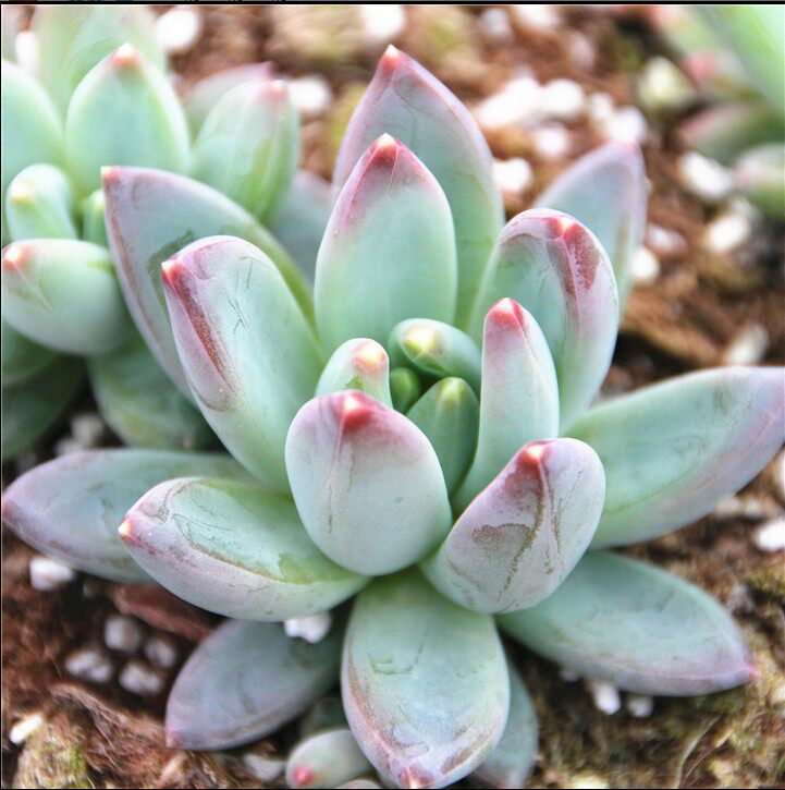 蓝黛莲 多肉植物组合盆栽防辐射绿植花卉肉肉