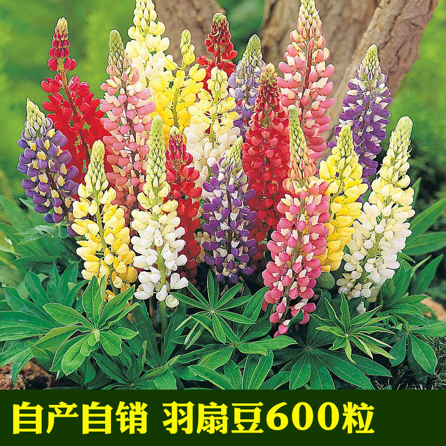 种子盆栽_鲁冰花种子羽扇豆种子四季耐寒多年生盆栽景观绿化庭院花卉