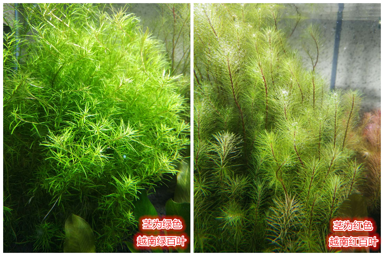 【后庭水草】合集 越南红百叶 越南绿百叶 中后景阳性绿草红草