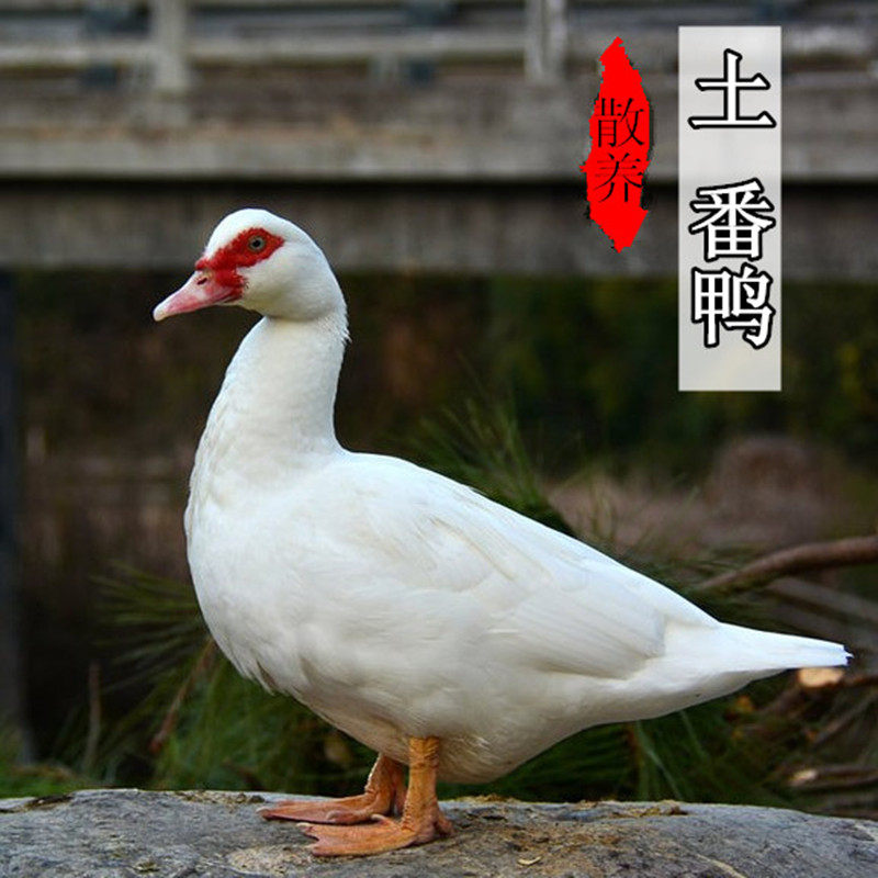 一折土鸭_农村散养放养新鲜老鸭子旱鸭子土鸭子草鸭麻鸭鸭子肉正番鸭