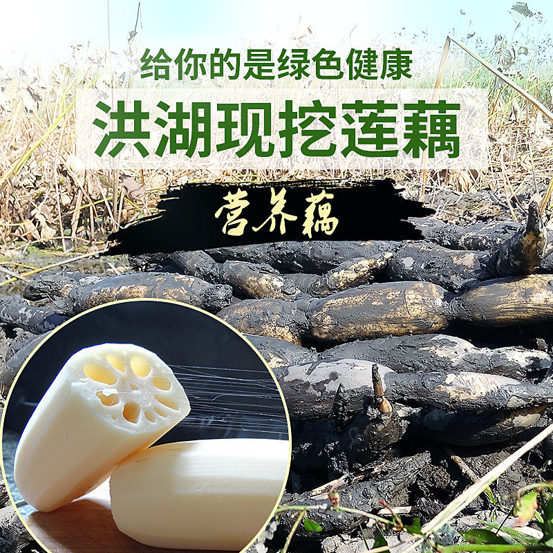 特价洪湖莲藕_湖北洪湖莲藕新鲜5斤包邮野生现挖现卖蔬菜煲汤香糯红粉