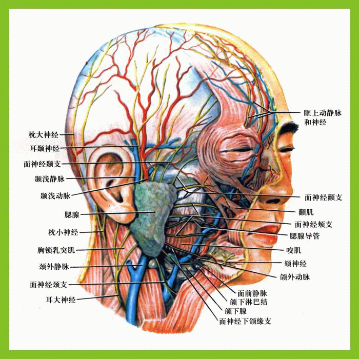 头部解剖图 头部解剖挂图 头部结构图 医学挂图 0.8x0.8米 包邮