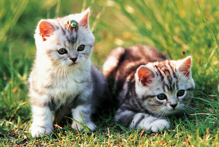 香港图美1000片动物拼图猫狗狮子老虎大象猴子斑马长颈鹿企鹅包邮