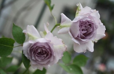 天使玫瑰_日系月季 路西法/光之天使 淡紫浓香 月季玫瑰花苗 日本品种