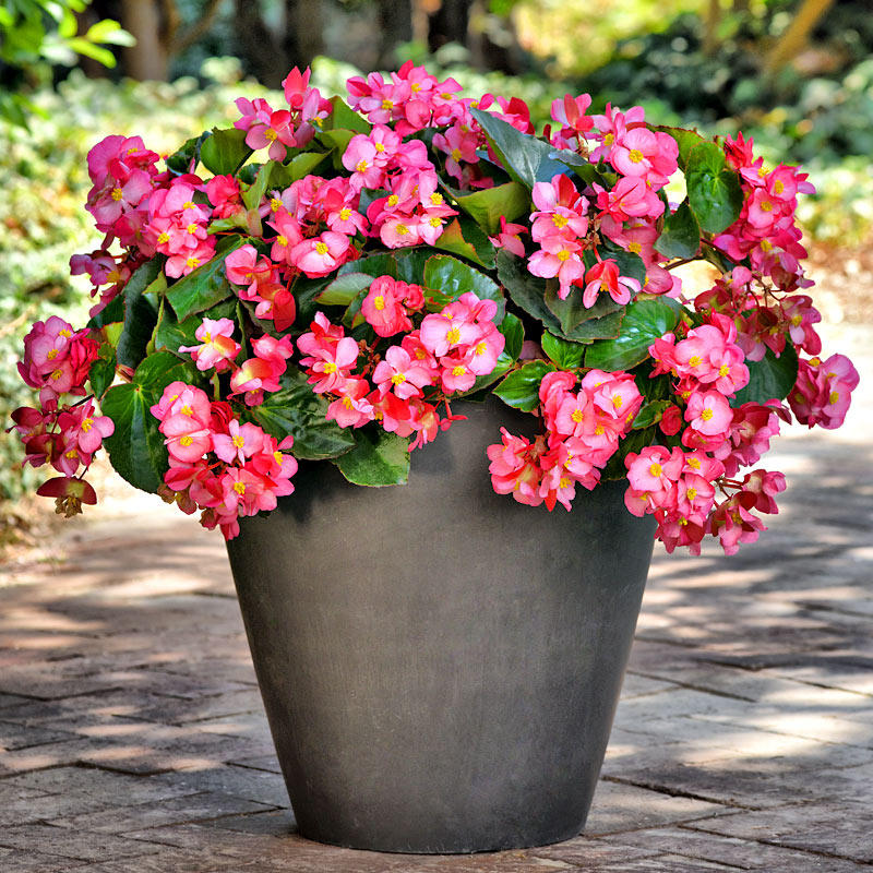 sakata*四季球根大花海棠进口花卉花种子四季种室内易活阳台易种