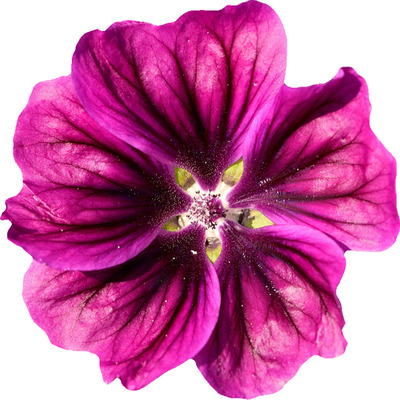 汤普森摩根欧锦葵进口花种子蜀葵高杆庭院花盆四季种新手易活盆栽