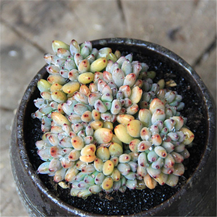 cos服女 全套 萌系_多肉植物 黑莓 彩豆多头群生果冻色正版全状态好养