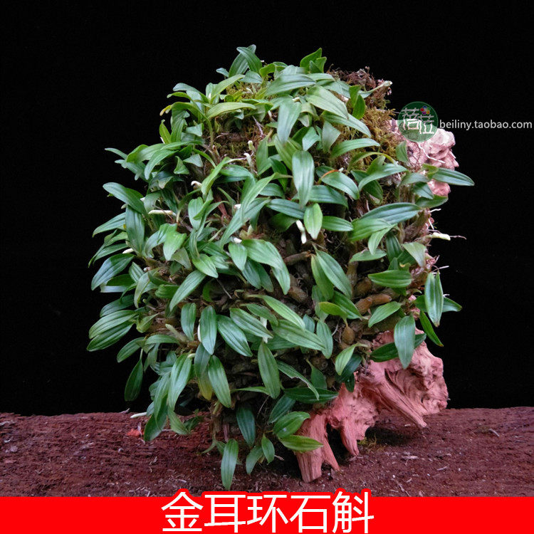 特价石斛兰_金耳环石斛花卉绿植附生兰花观叶石斛石斛兰盆栽兰花满30