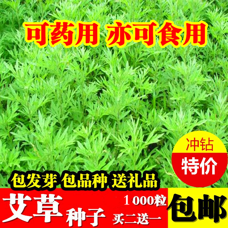 艾草种子艾叶香草四季花卉遏草驱蚊阳台盆栽泡澡食用青团香艾包邮