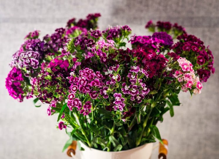 热销相思梅鲜花