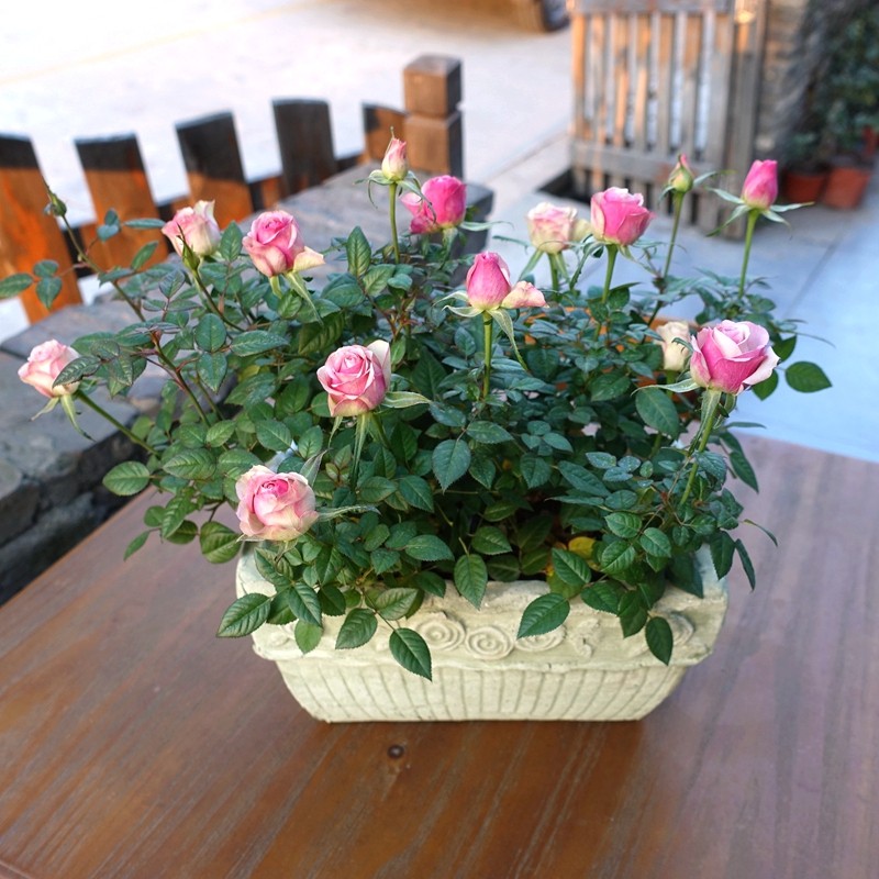 原创钻石花手机壳_微型玫瑰 迷你钻石宝石玫瑰 小盆型玫瑰花 盆栽花带