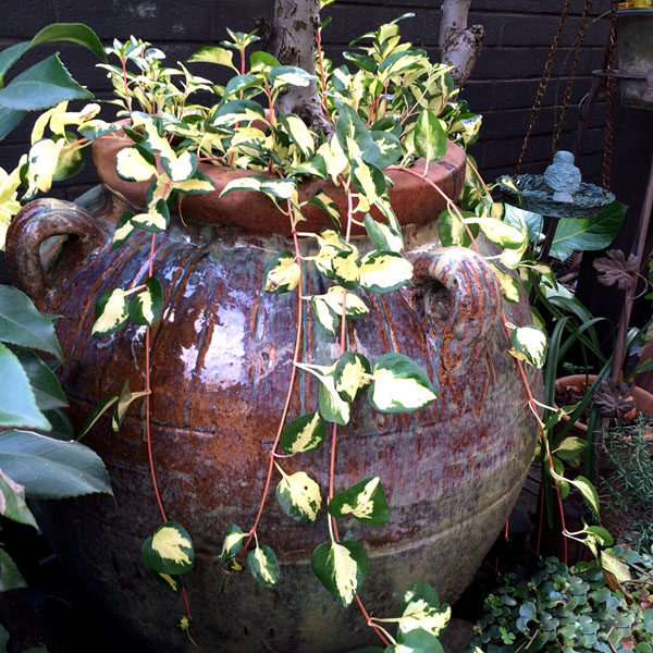 热销露天花_花叶蔓 黄金花叶蔓 垂吊植物 四季常绿 露天耐冻型带土