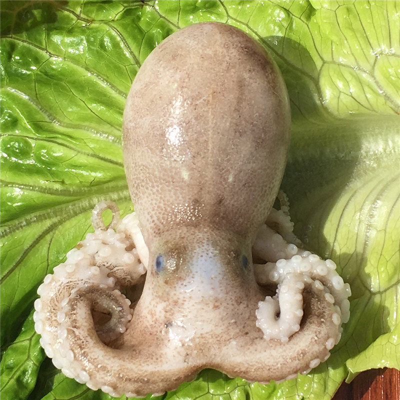 小八爪鱼 鲜活 即食