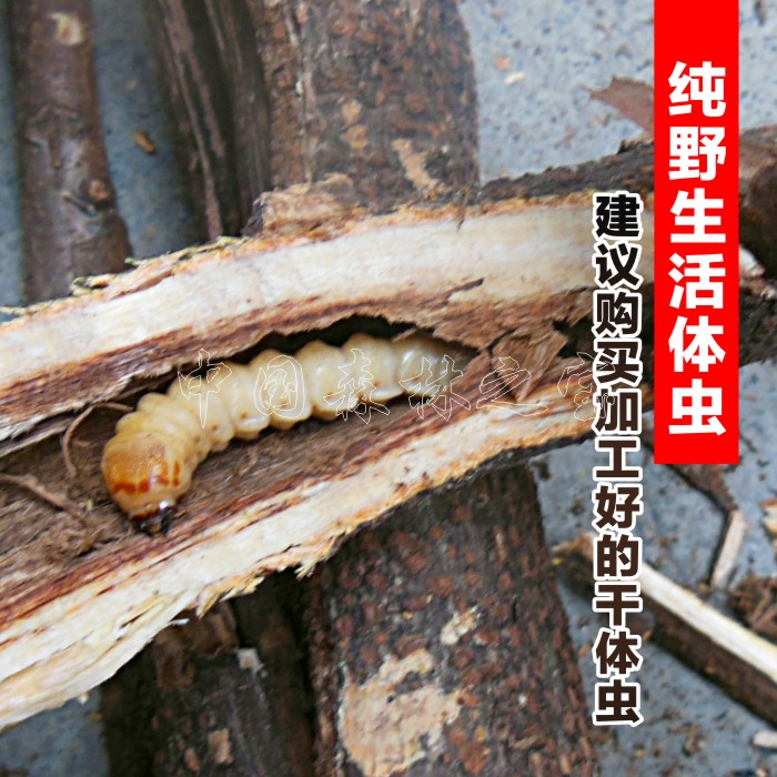 野生斗米虫鸟不踏刺虫汪狼虫子午虫增加白细胞补充白蛋白青春痘虫