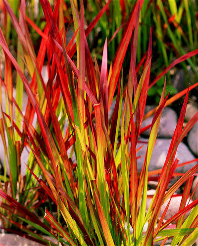 欧莱雅619秋叶_北京新款四季花园园艺日本血草盆栽苗