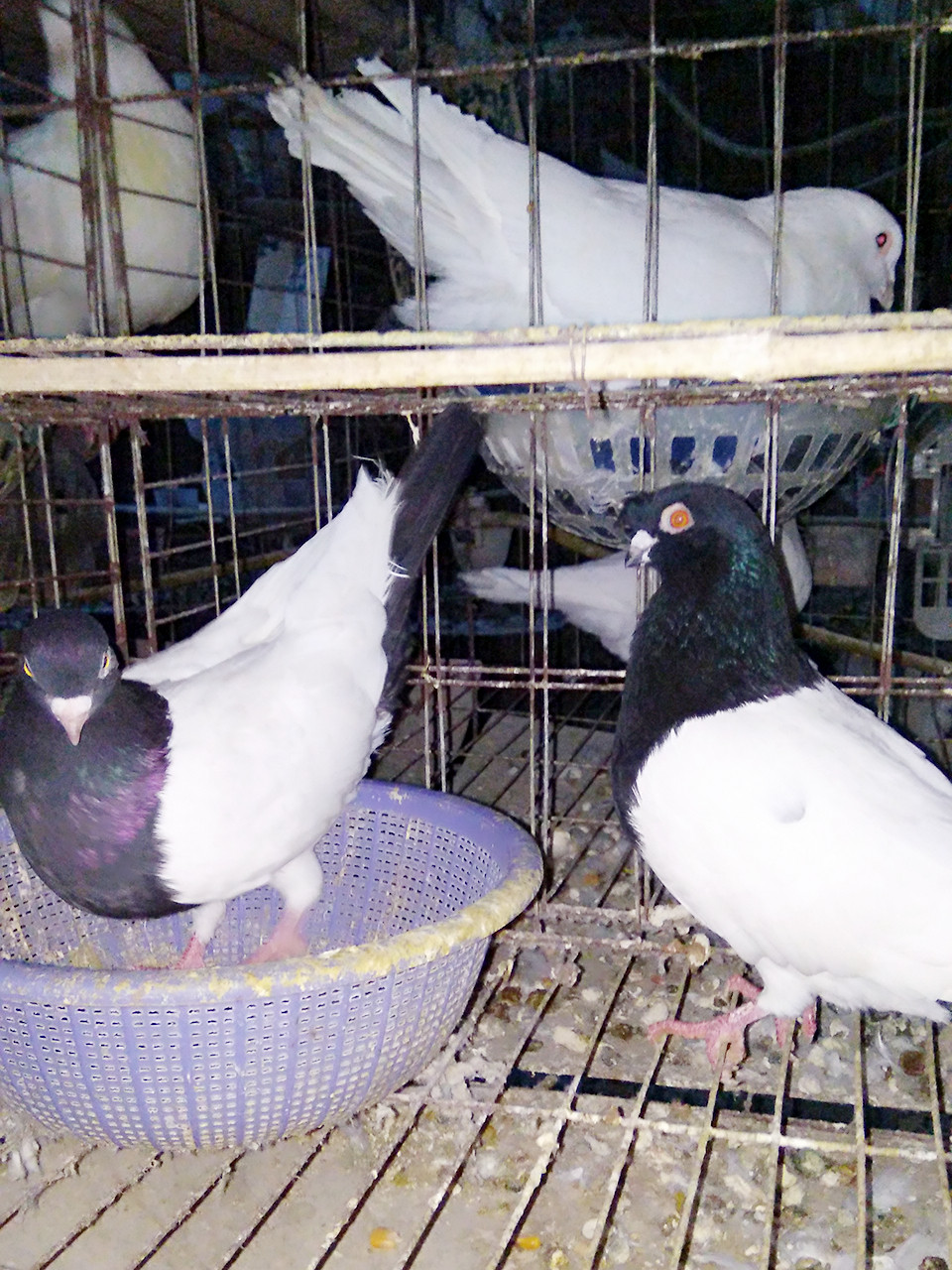 观赏鸽两头乌ixqv6byeua ￥100.00售出:0件