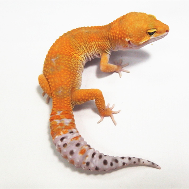 特价蜥蜴活体宠物_宠物蜥蜴活体豹纹守宫亚成体公——橘化萝卜优惠券