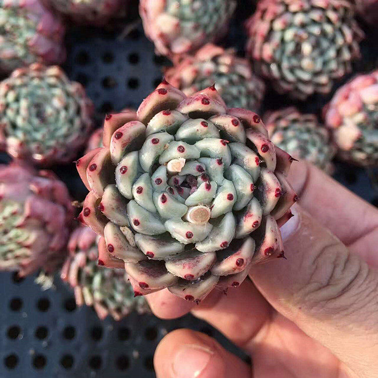 {绿爪}多肉植物黑爪 红爪 阿兰塔多肉植物盆栽窗台多肉 阳台多肉