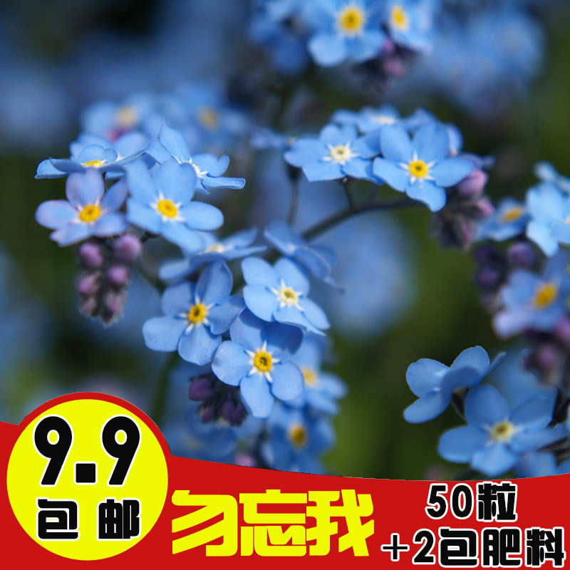 热销勿忘我盆栽_蓝色勿忘我种子 勿忘我花籽50粒精装套餐 四季种盆栽