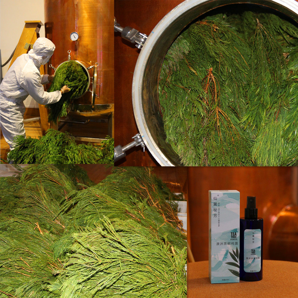 热销澳洲茶树纯露