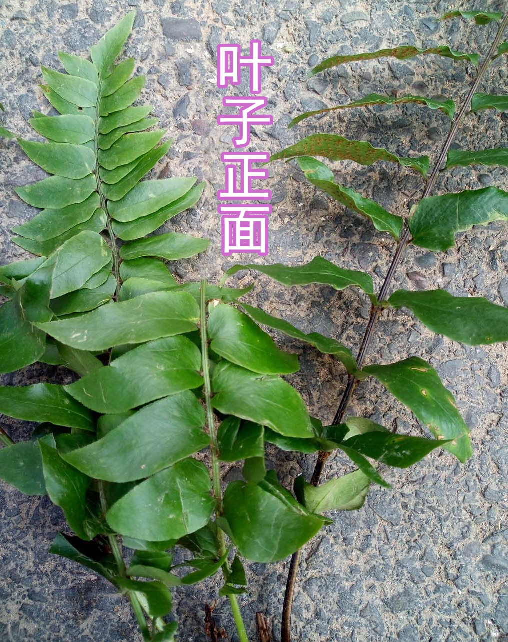 昏鸡头野生新鲜 小叶贯众 鸡脑壳 鸡头风尾 鸡公头铁