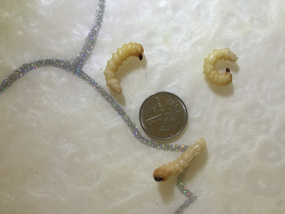 画眉鸟食柴虫老木虫地蜘蛛活食打鸟野生上性壮膘大号50只