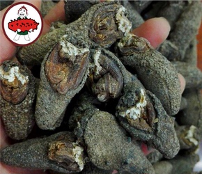 美国元宝干海参