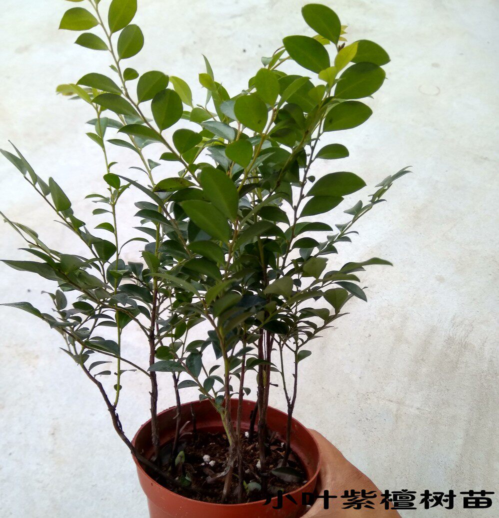 热销小叶紫檀树苗