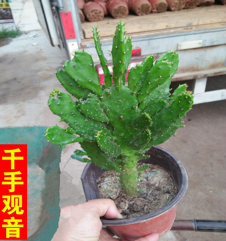 热销摇钱树盆栽_千手观音多肉虎皮兰金枝玉叶招财手摇钱树仙人掌仙人